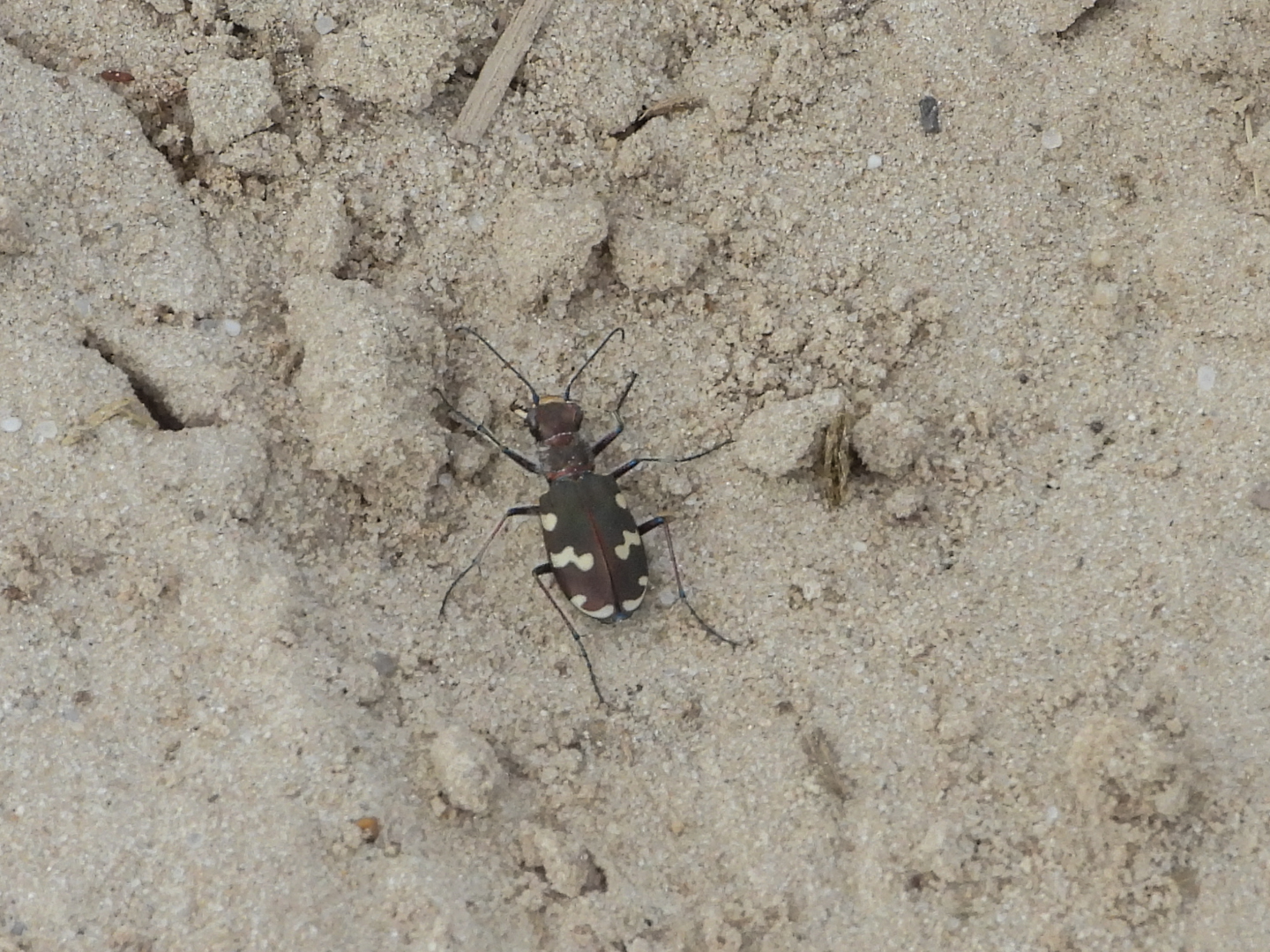 Kever, wants of iets anders?